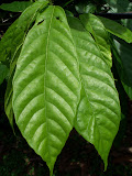 caribeans 024.jpg