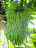 caribeans 022.jpg
