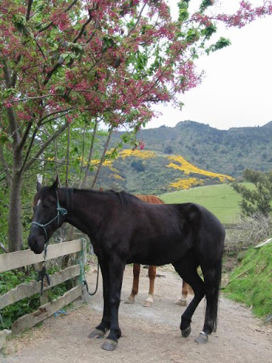 Elsa in the Spring