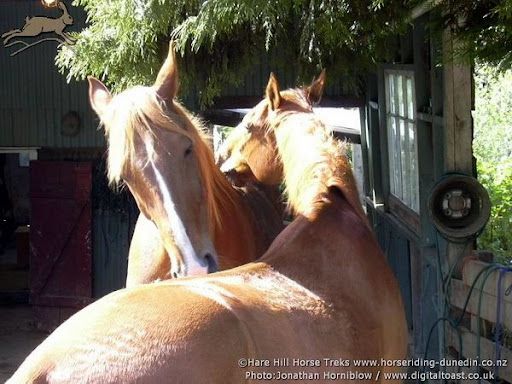 Barney and Ginger mutual grooming