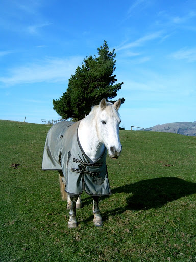 Snow with his flash new Shire rug