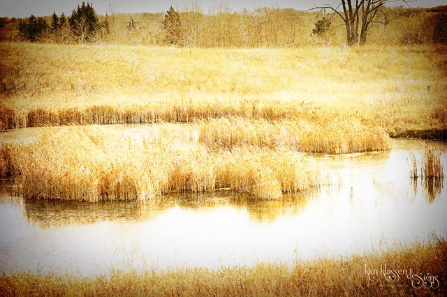 [pond2[3].jpg]