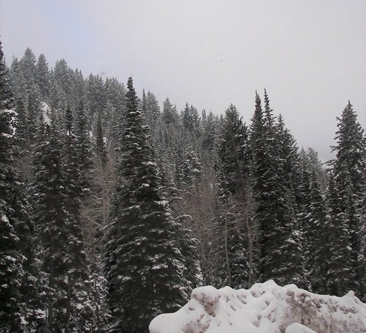 [snowbird72.jpg]