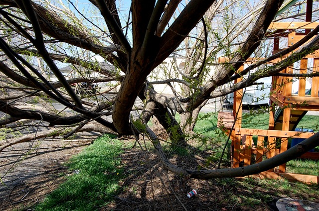 [treedisaster7[2].jpg]