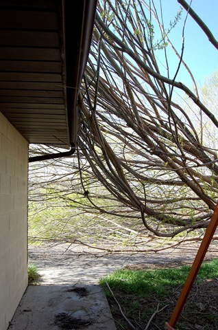 [treedisaster5[2].jpg]