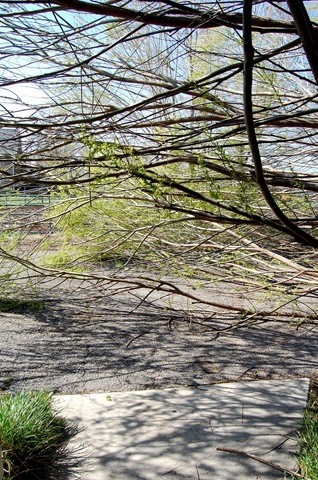 [treedisaster6[2].jpg]