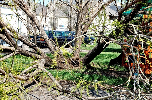 [treedisaster10[2].jpg]