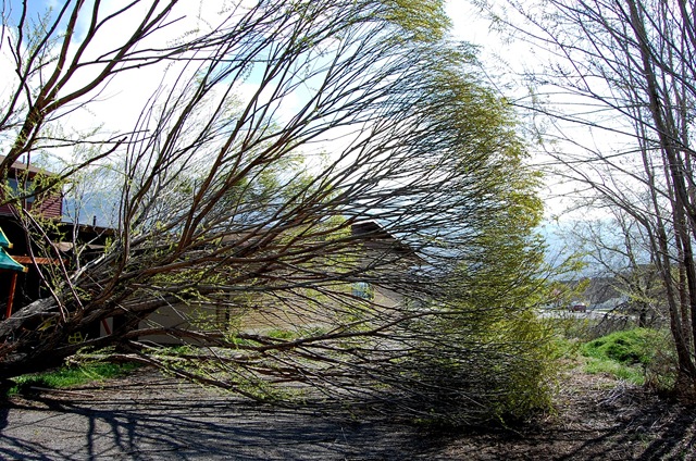 [treedisaster11[2].jpg]