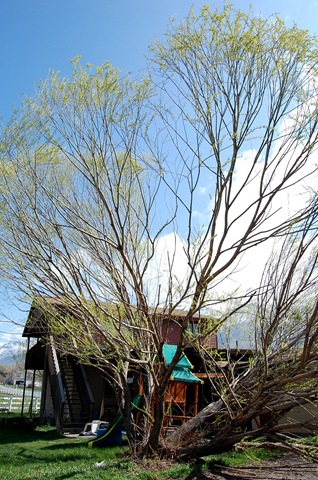 [treedisaster12[2].jpg]