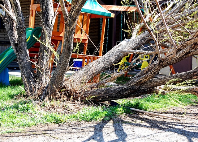 [treedisaster13[2].jpg]