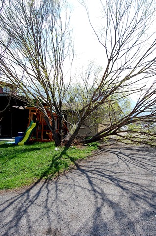 [treedisaster14[2].jpg]