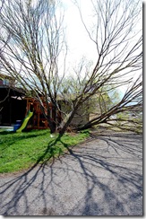 treedisaster14
