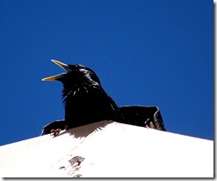 littlebird2