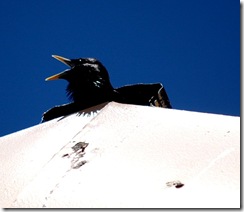 littlebird6