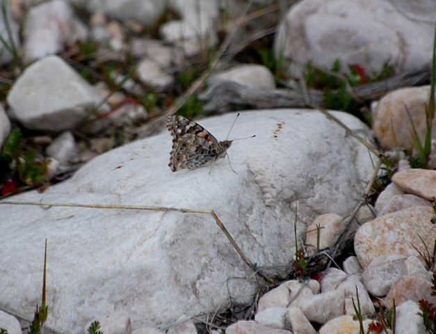 [butterfly32.jpg]