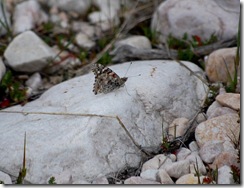 butterfly3