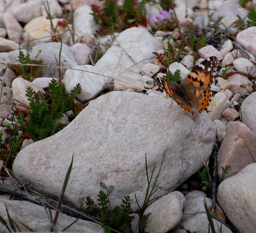 [butterfly2.jpg]