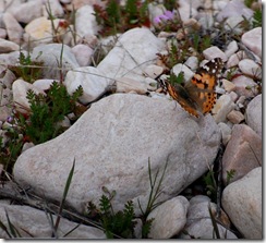 butterfly
