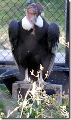aviary20