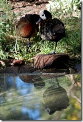 aviary26