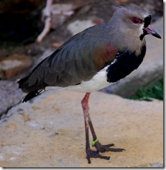 aviary27