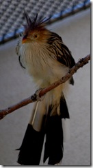 aviary32