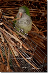 aviary36