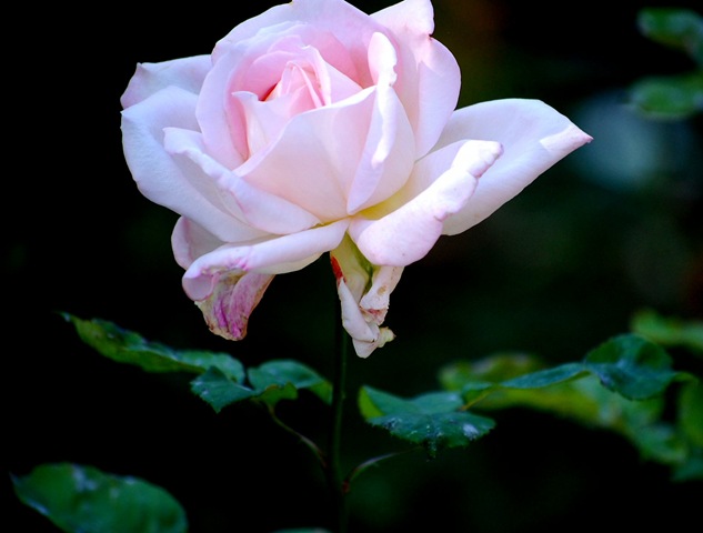 [rose21.jpg]