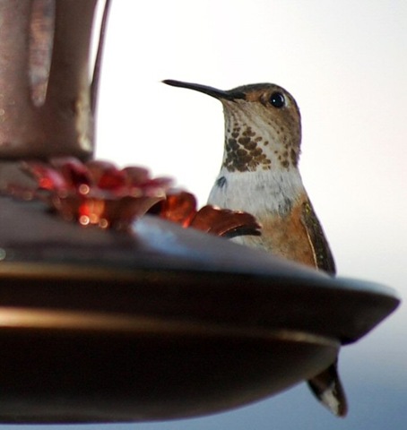 [hummingbird14[2].jpg]