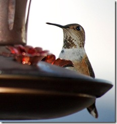 hummingbird14