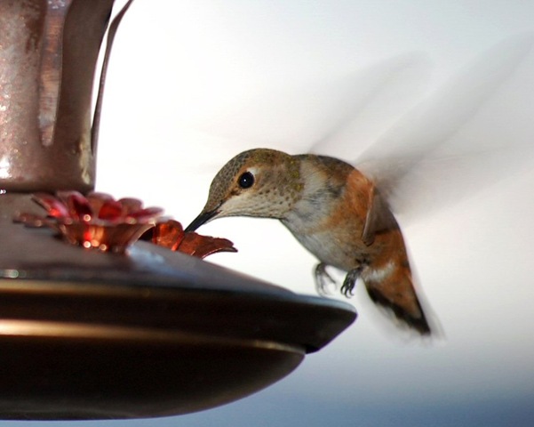 [hummingbird12[2].jpg]