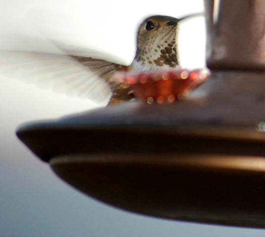 [hummingbird16[2].jpg]