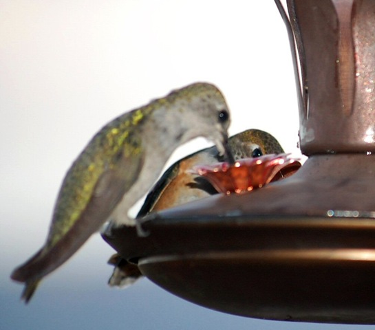 [hummingbird13[2].jpg]