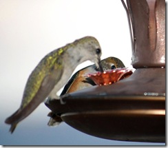 hummingbird13