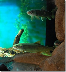 aquarium2