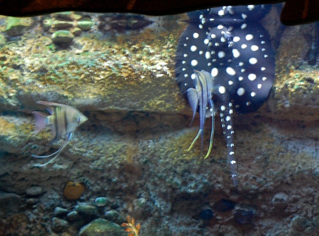 [aquarium332.jpg]