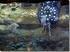 aquarium33