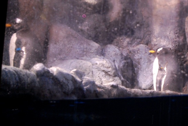 [aquarium282.jpg]