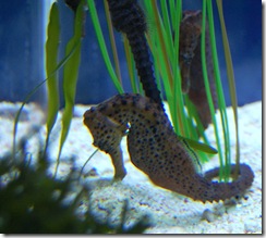 aquarium8