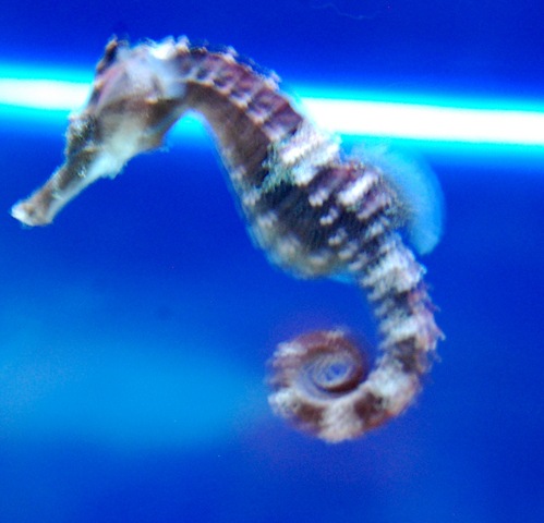 [aquarium112.jpg]