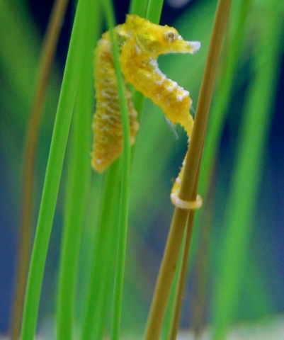 [aquarium132.jpg]