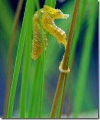 aquarium13