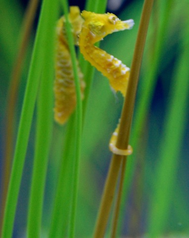 [aquarium142.jpg]