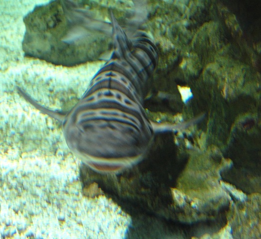 [aquarium262.jpg]