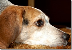 beandog8