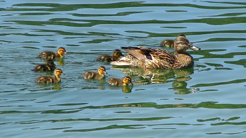 С симпатией к Тапиола