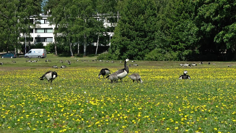 С симпатией к Тапиола
