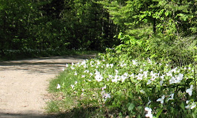 The Trilliums are plentiful this year.