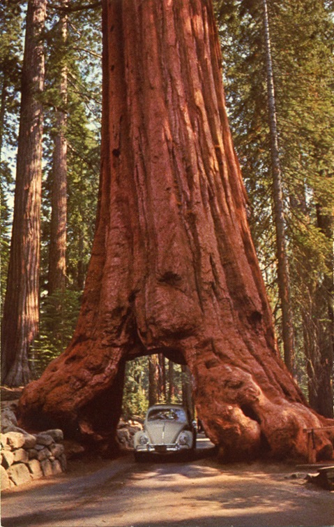 [Wawona_Tree_Yosemite_PC_002[6].jpg]