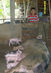  pig!